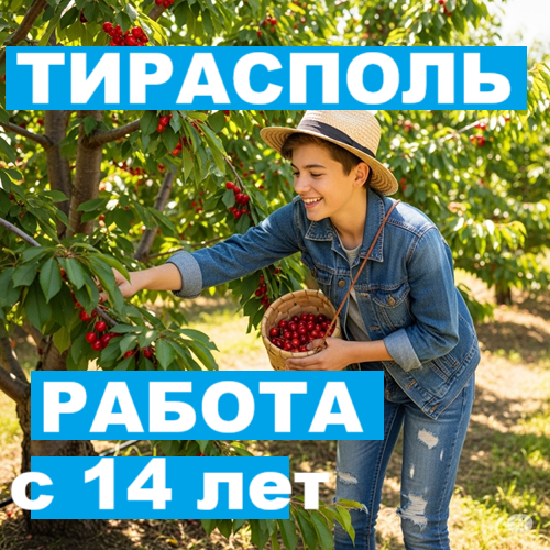 Работа для подростков с 14 лет в Тирасполе — сбор черешни и фруктов